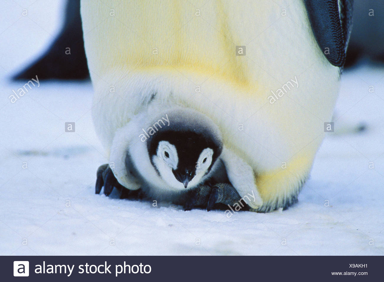 Penguin Chick Feet High Resolution Stock Photography and Images - Alamy