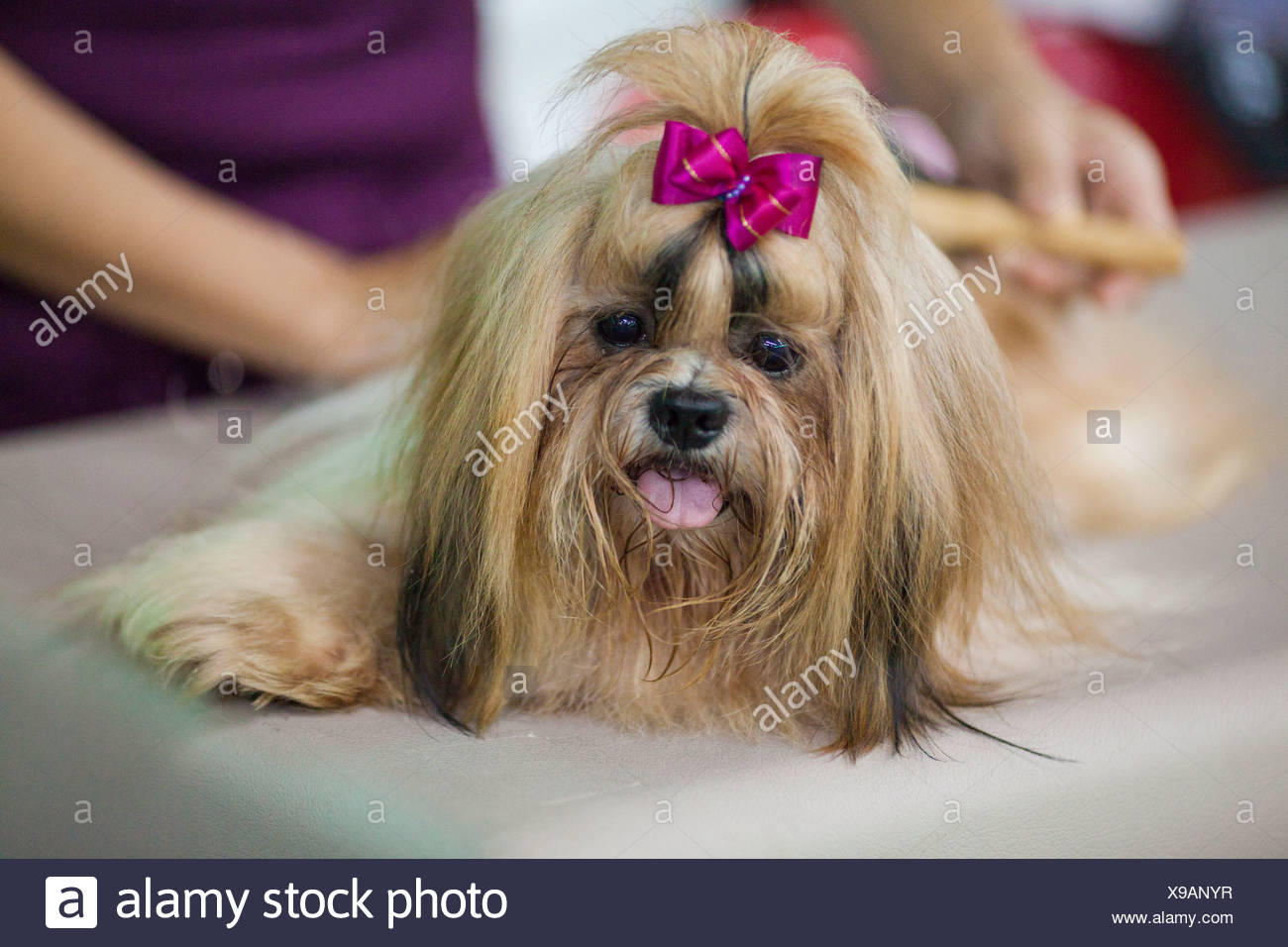 Shizu High Resolution Stock Photography and Images - Alamy