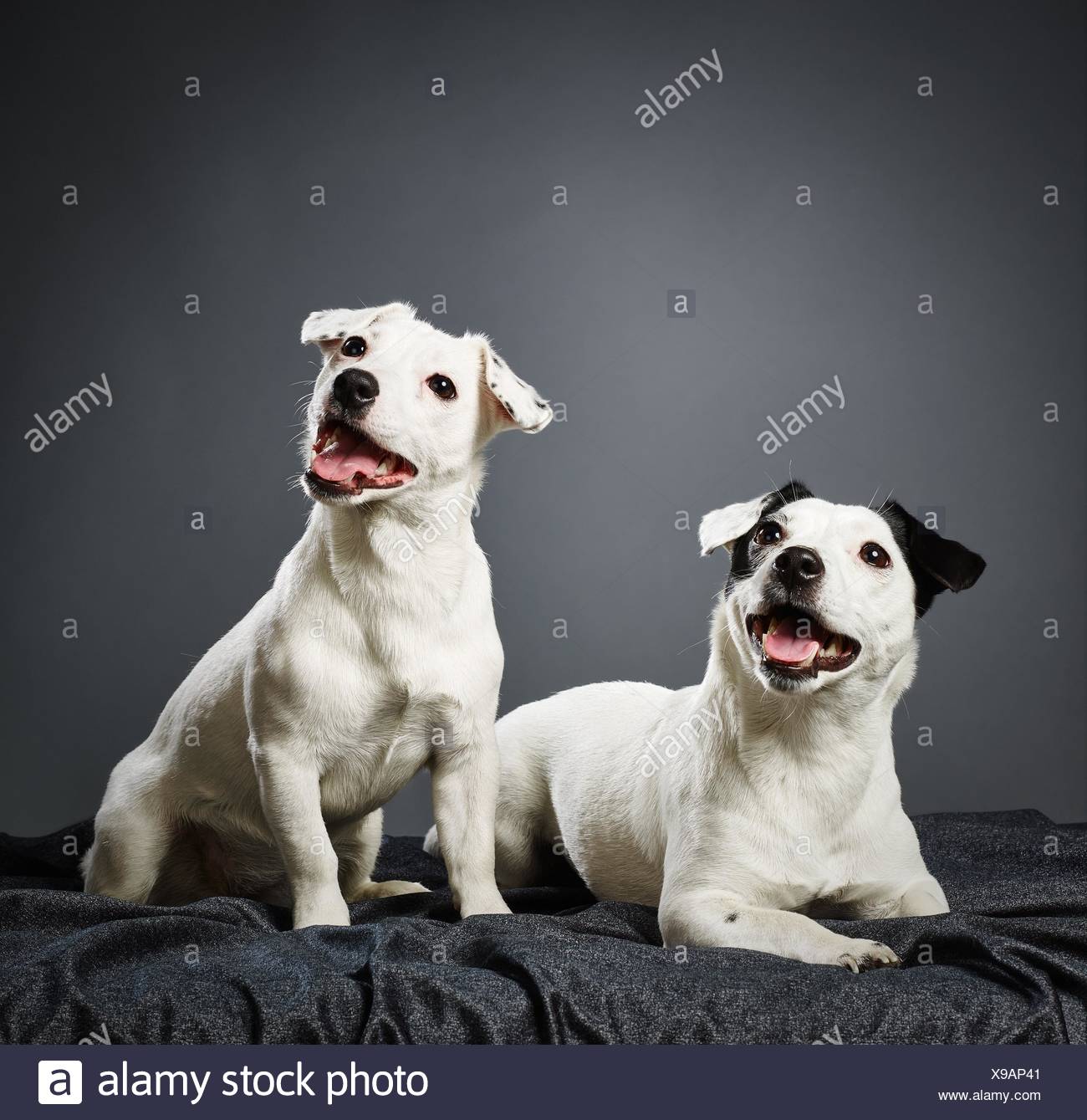 Male Jack Stock Photos Male Jack Stock Images Page 2 Alamy