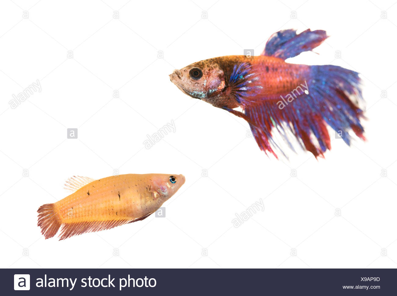 Female Fighting Fish High Resolution Stock Photography and Images Alamy