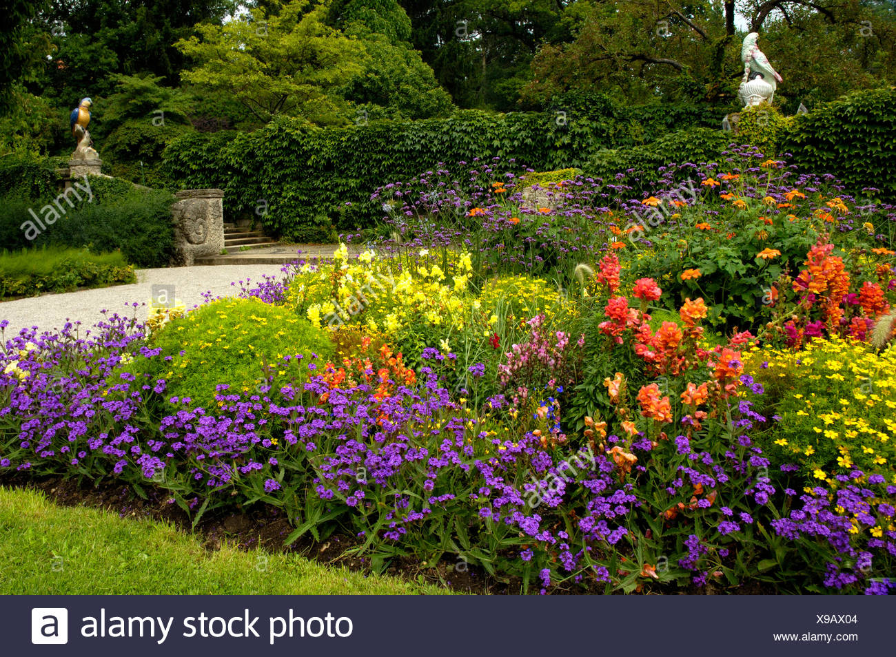 Sandpaper Verbena High Resolution Stock Photography and Images Alamy