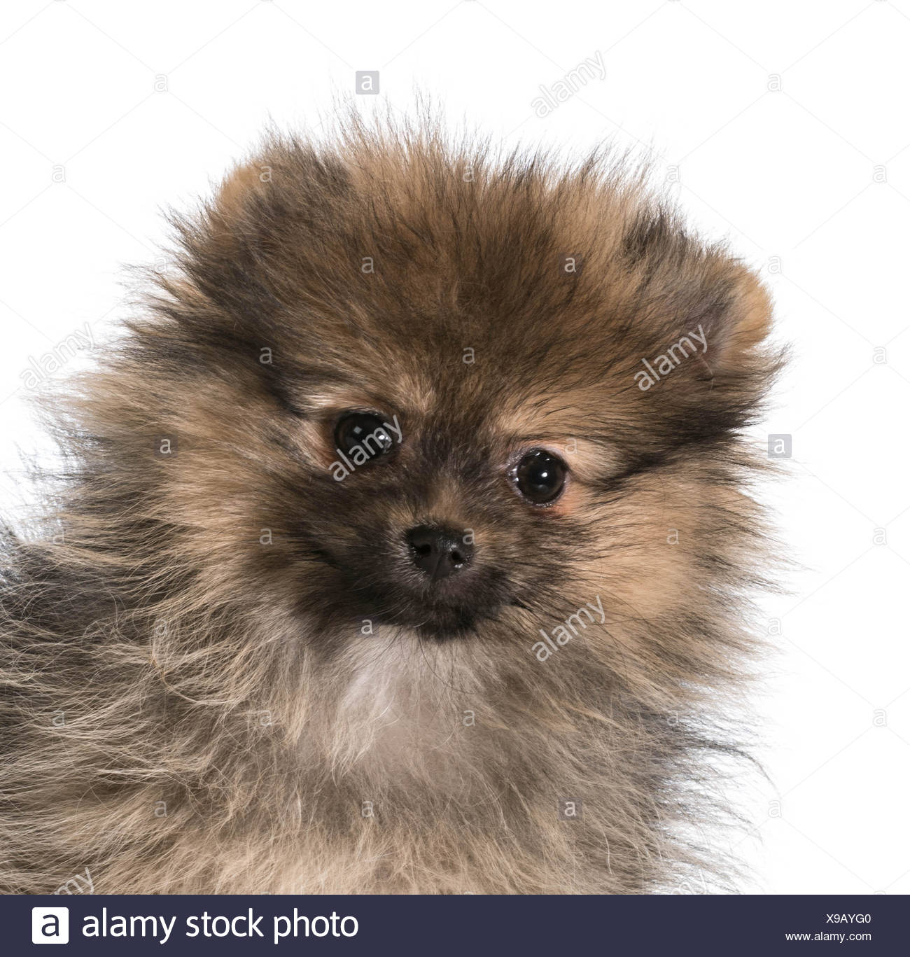 pomeranian 3 months
