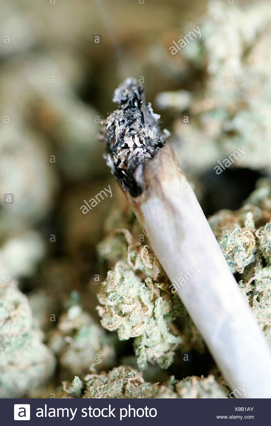 Marijuana Joints Stock Photos & Marijuana Joints Stock Images Alamy