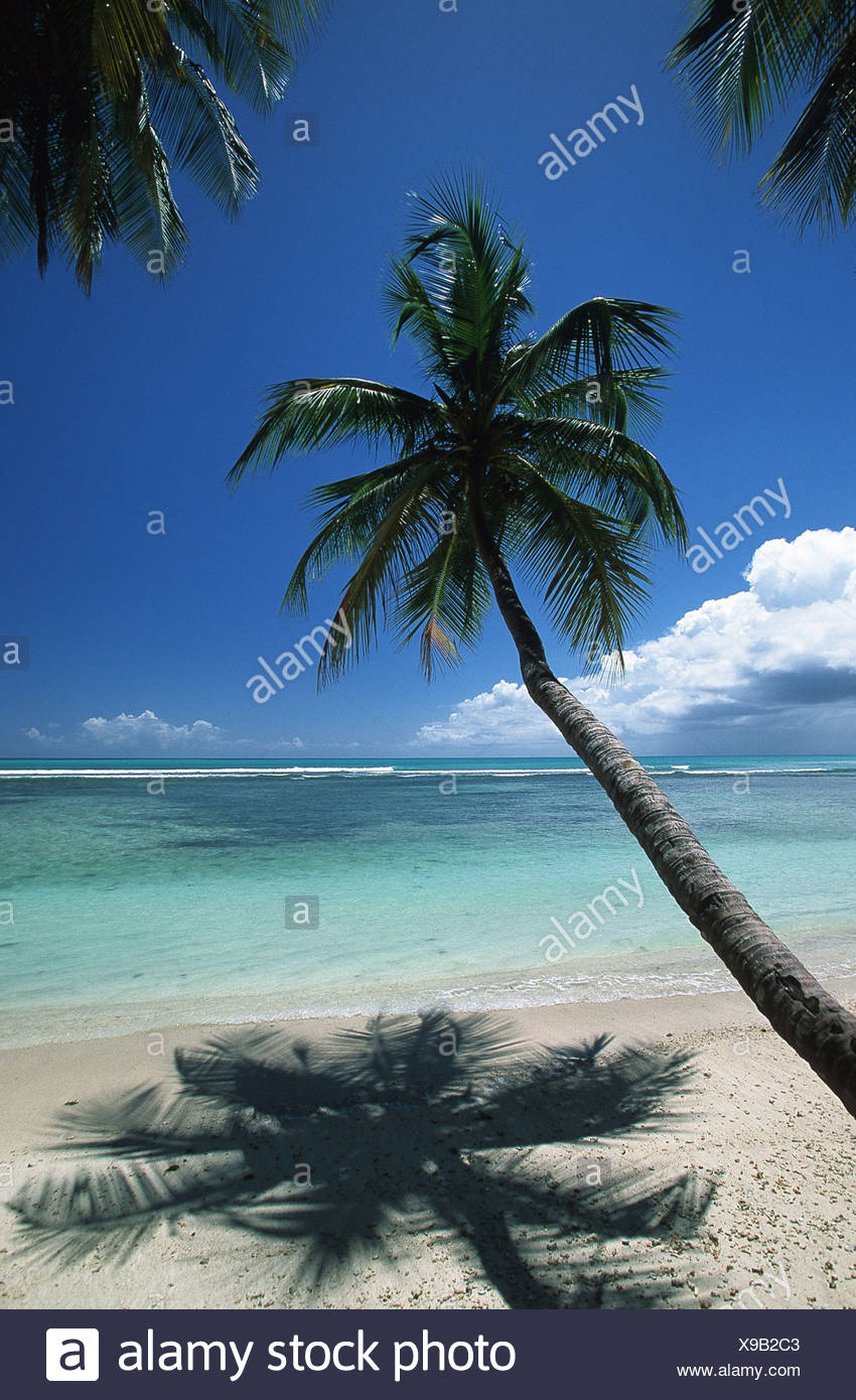 Trees Plant Trinidad Tobago High Resolution Stock Photography and ...