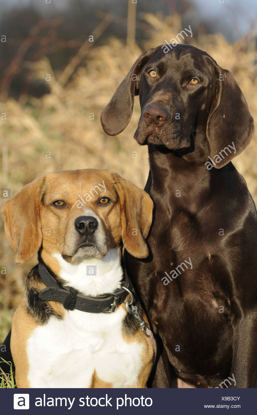 Beagle And German Shorthaired Pointer Stock Photo 281141979 Alamy