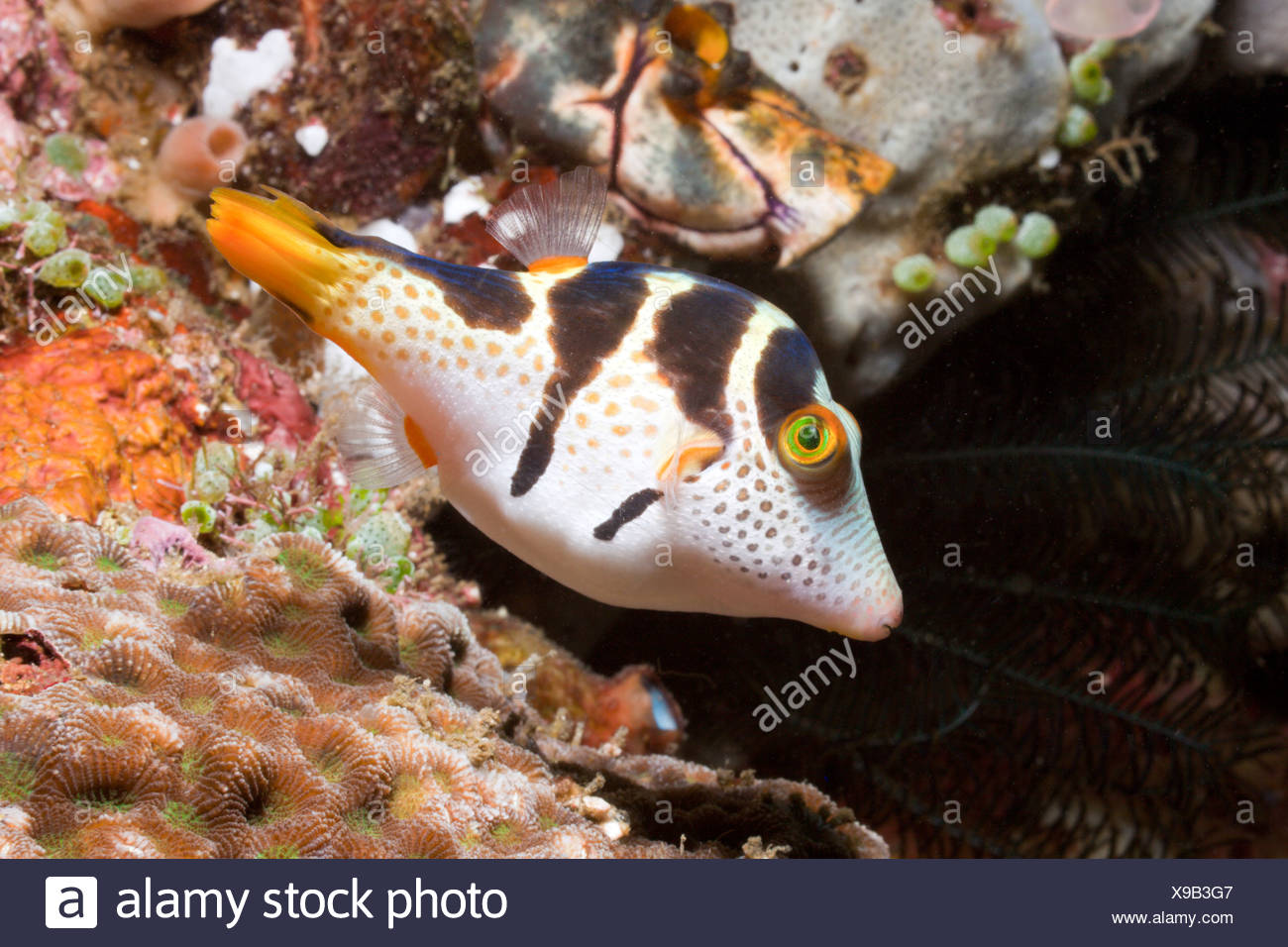 Black-saddled Puffer, Canthigaster valentini, Lembeh Strait, Sulawesi, Indonesia Stock Photo