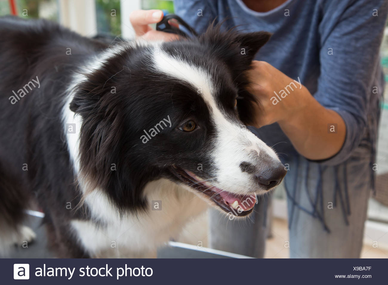 border collie grooming tools