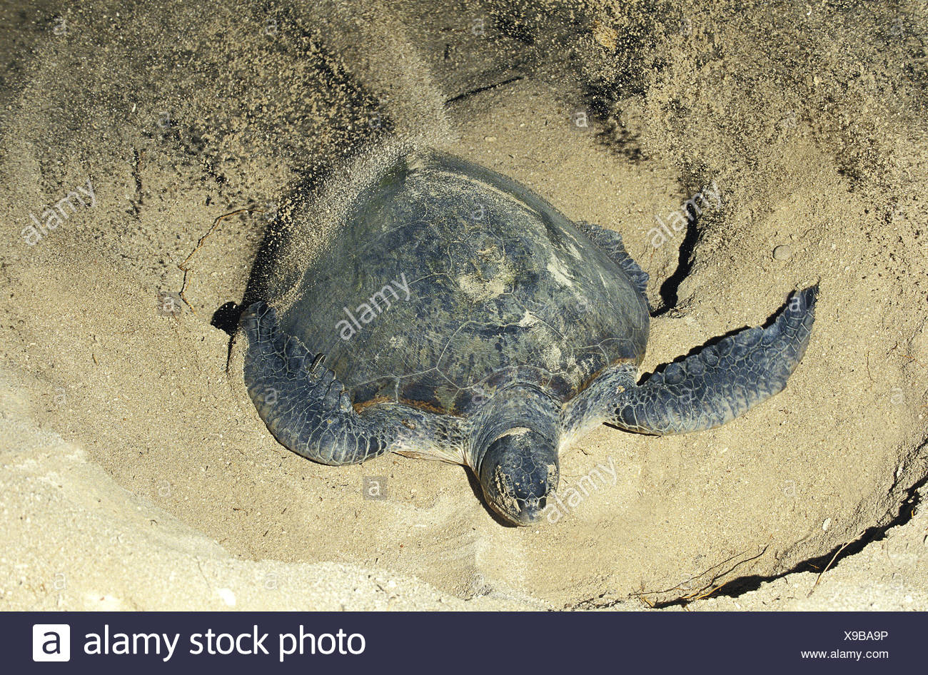 Turtle Eggs Stock Photos & Turtle Eggs Stock Images Alamy