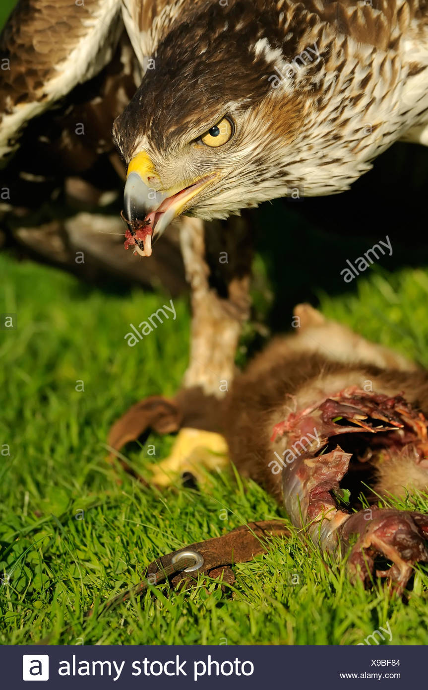 Animals With Backbones Stock Photos & Animals With Backbones Stock