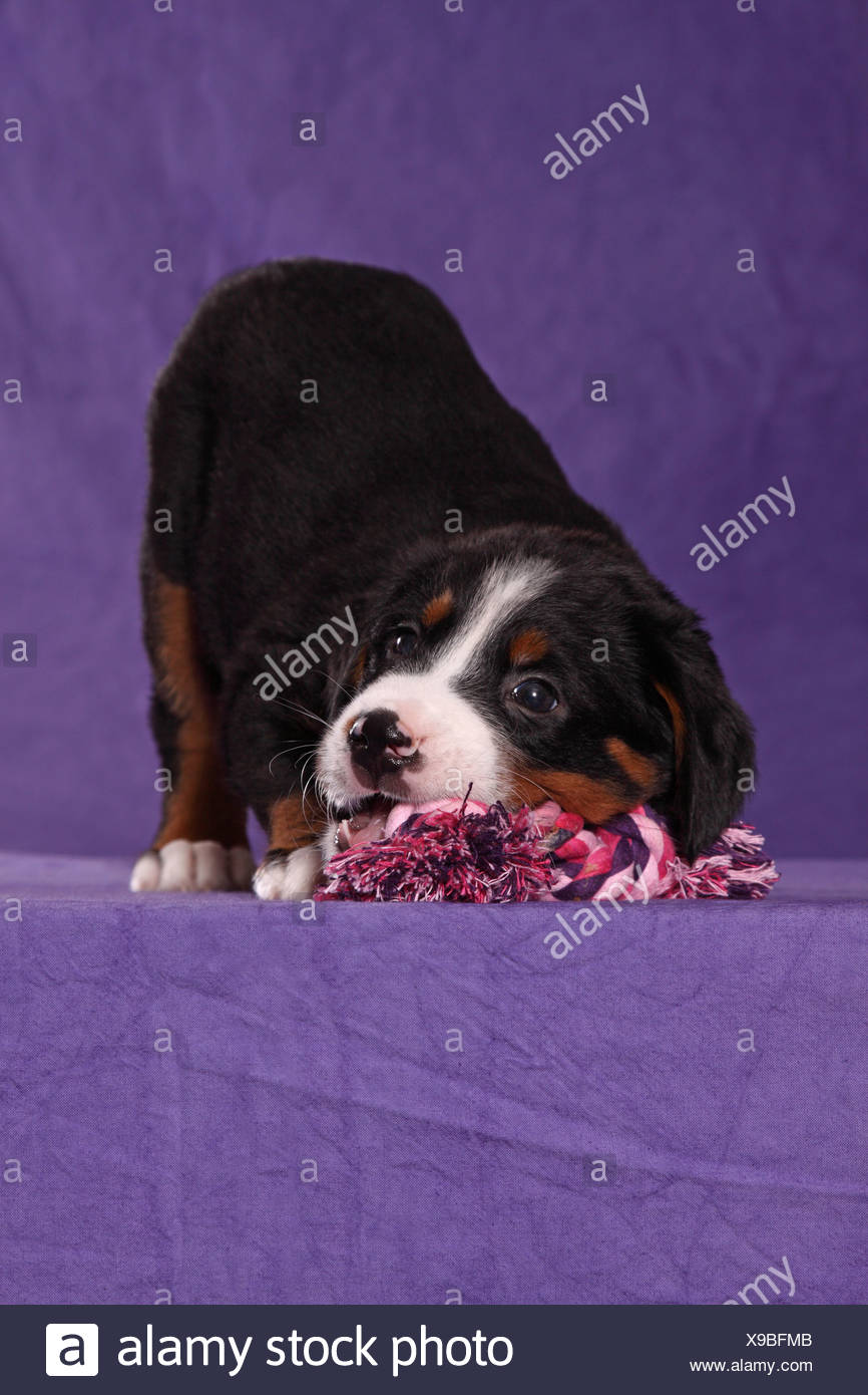 Grosser Schweizer Sennenhund Welpe Great Swiss Mountain Dog Puppy