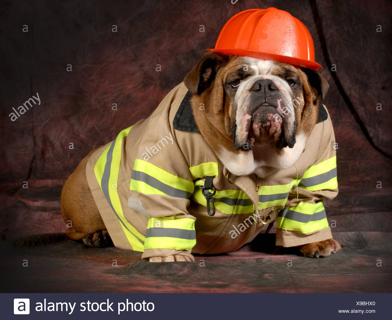 Firehouse Dog Stock Photos & Firehouse Dog Stock Images - Alamy