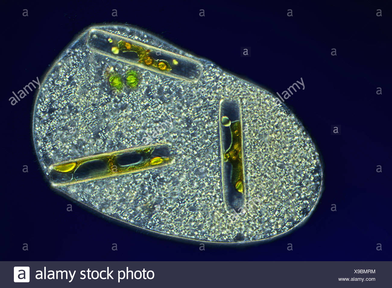 One Celled Organism >> Single Celled Organism With Feeded Differential Interference One Celled Organism >> Single Celled Organism With Feeded Differential Interference