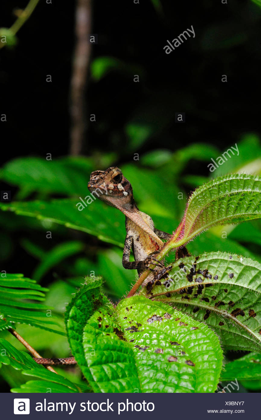 Sri Lankan Kangaroo Lizard Otocryptis Wiegmanni Stock 