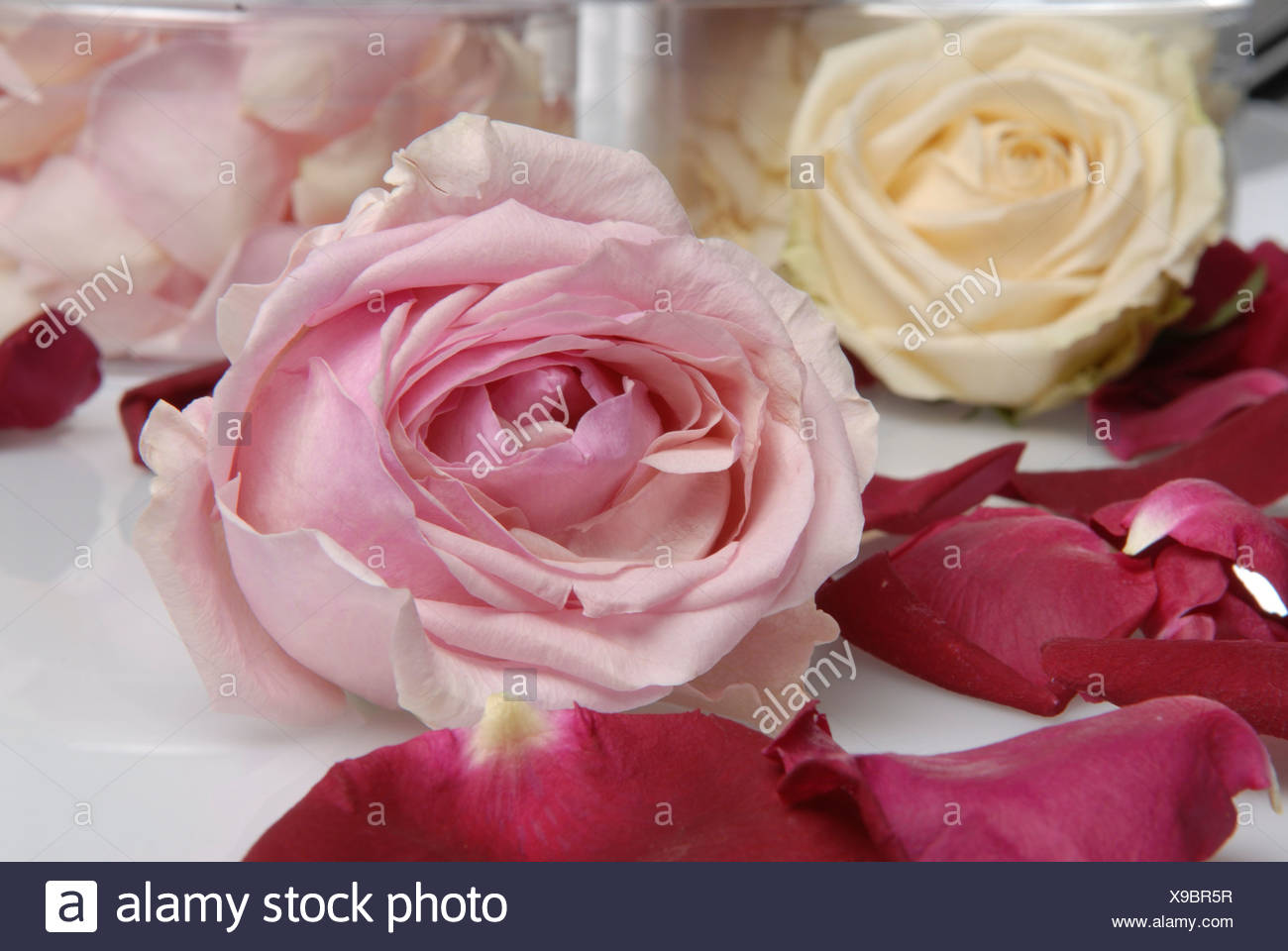 Freeze Flower High Resolution Stock Photography and Images Alamy