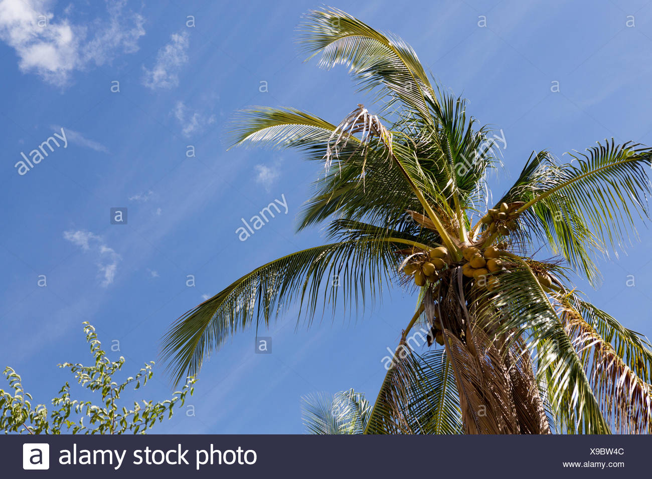 Small Coconut Tree Stock Photos Small Coconut Tree Stock Images