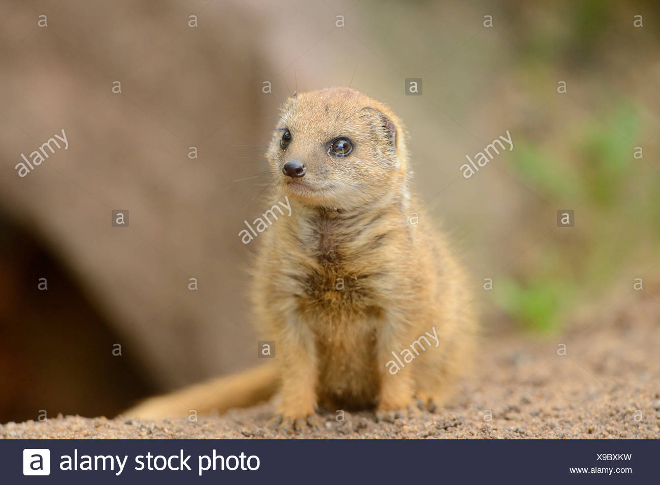 Yellow Mongoose Cynictis Penicillata Baby Stock Photo Alamy