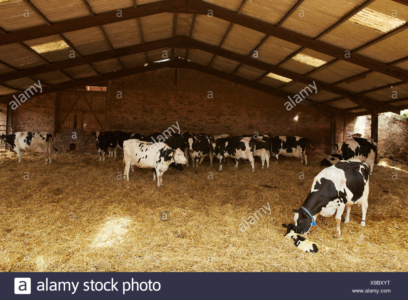 A Herd Of Cows Under Cover In A Barn Feeding On Hay One Nuzzling