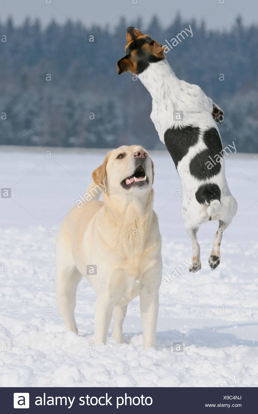 Labrador And Terrier High Resolution Stock Photography And Images Alamy