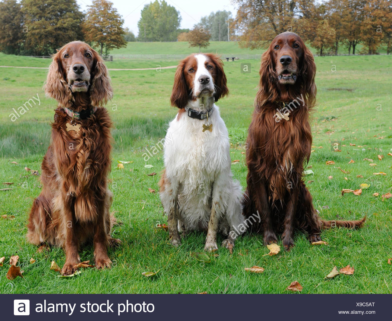 English Setter Pedigree 2025 | www.kenyalogy.com, image size:1300x1065