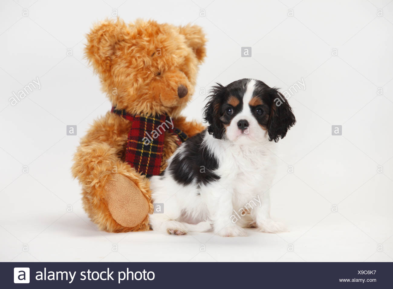 cavalier king charles spaniel teddy