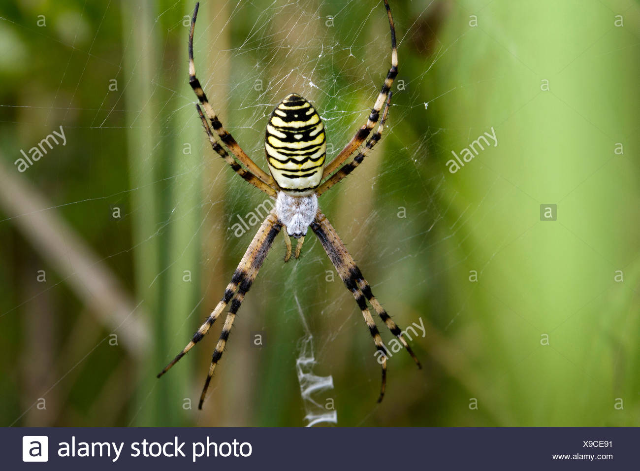 Black And Yellow Argiope Black And Yellow Garden Spider Argiope