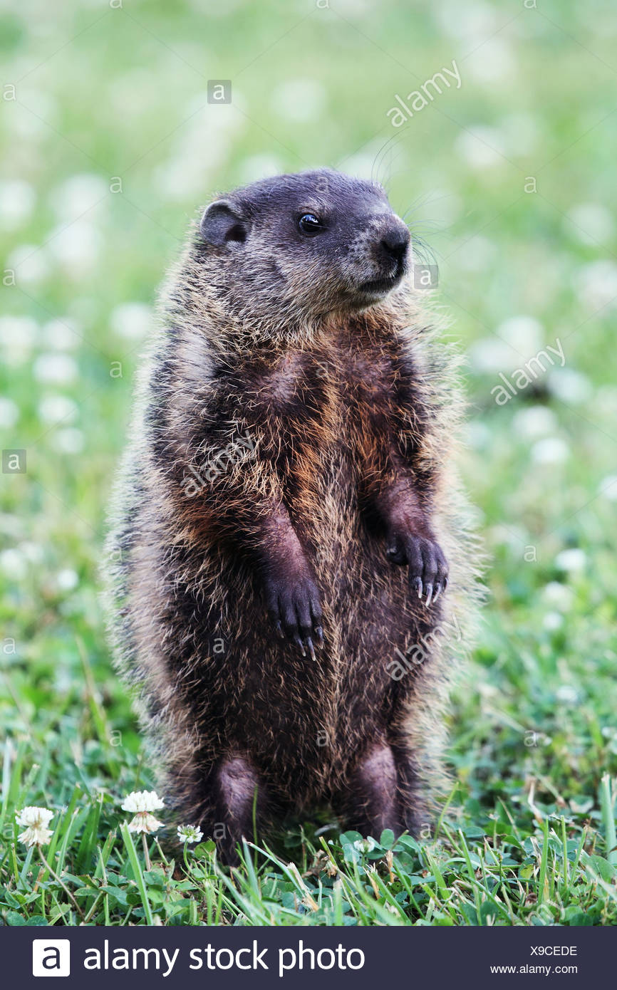 Woodchuck Stock Photos & Woodchuck Stock Images Alamy