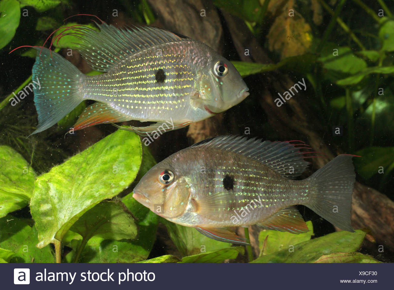 Threadfin Cichlid High Resolution Stock Photography and Images Alamy
