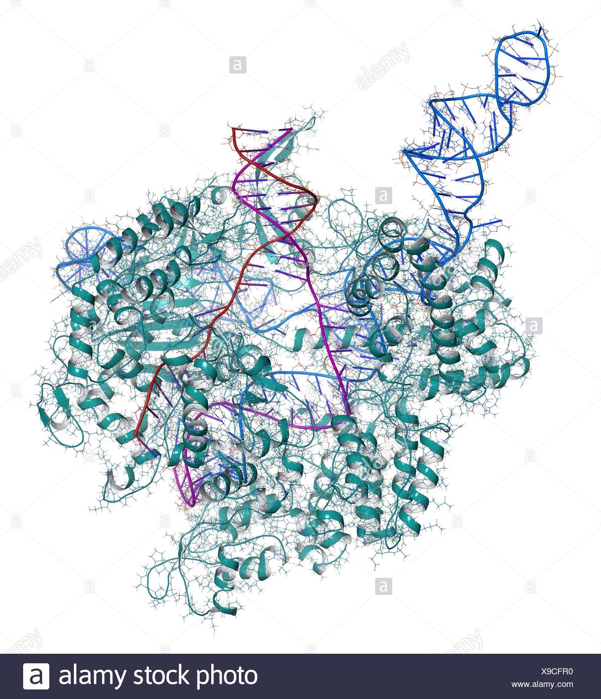 Crispr Cas9 Gene Editing Complex Stock Photos & Crispr Cas9 Gene