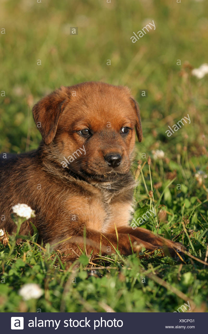 rottweiler cross mastiff puppies