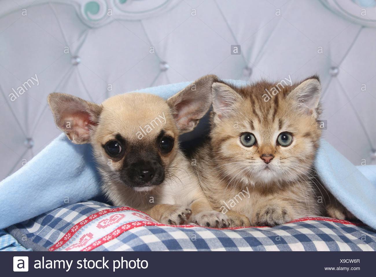 Chihuahua Puppy And British Shorthair Kitten Stock Photo