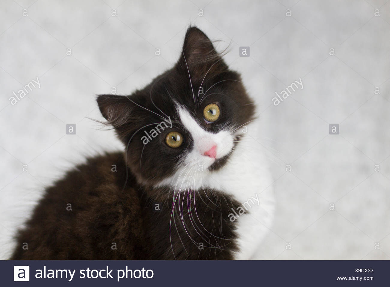 European Shorthair Black And White Kitten Looking Into The Camera Studio Picture Stock Photo Alamy
