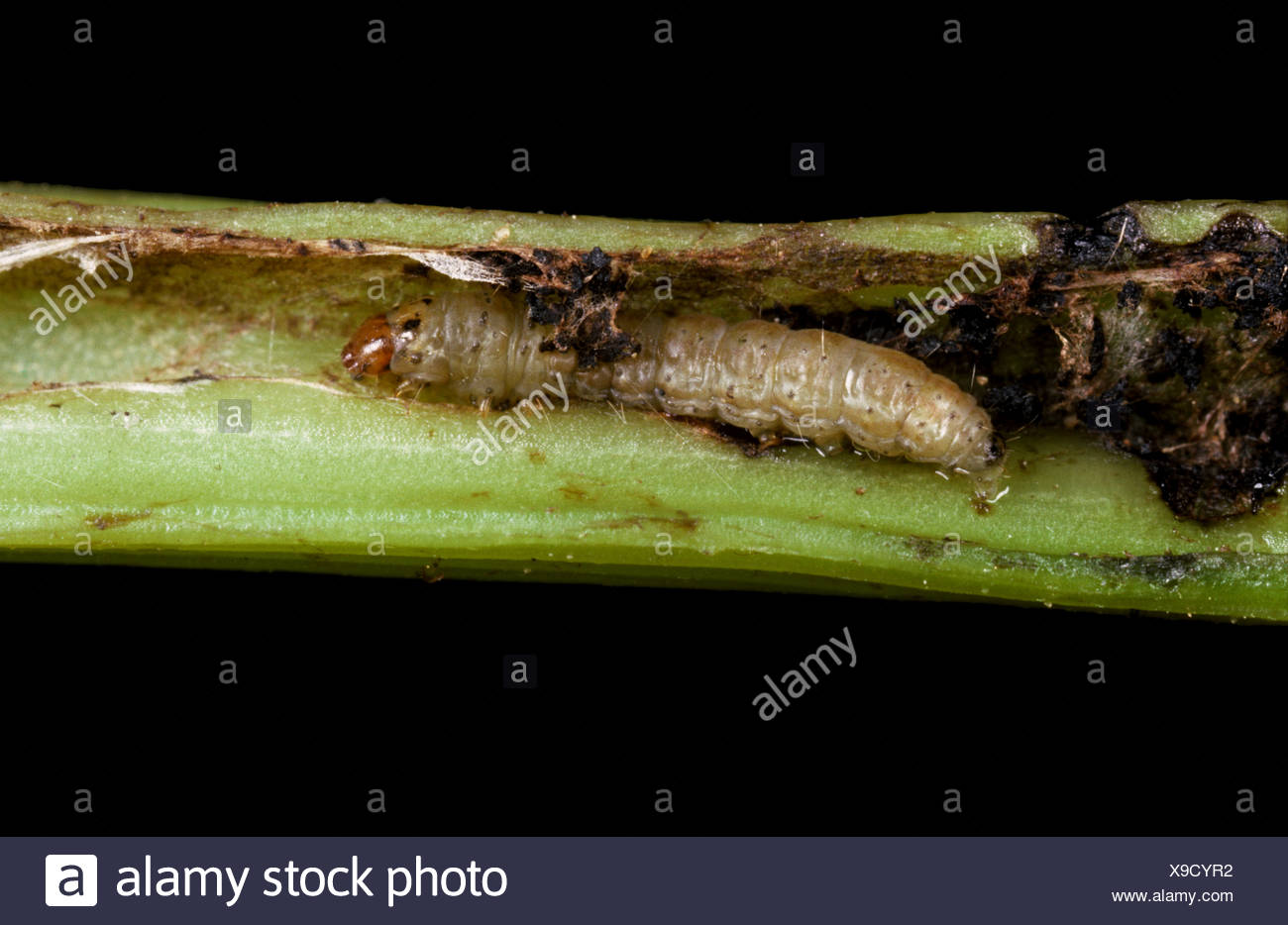 Potato Caterpillar High Resolution Stock Photography and Images Alamy