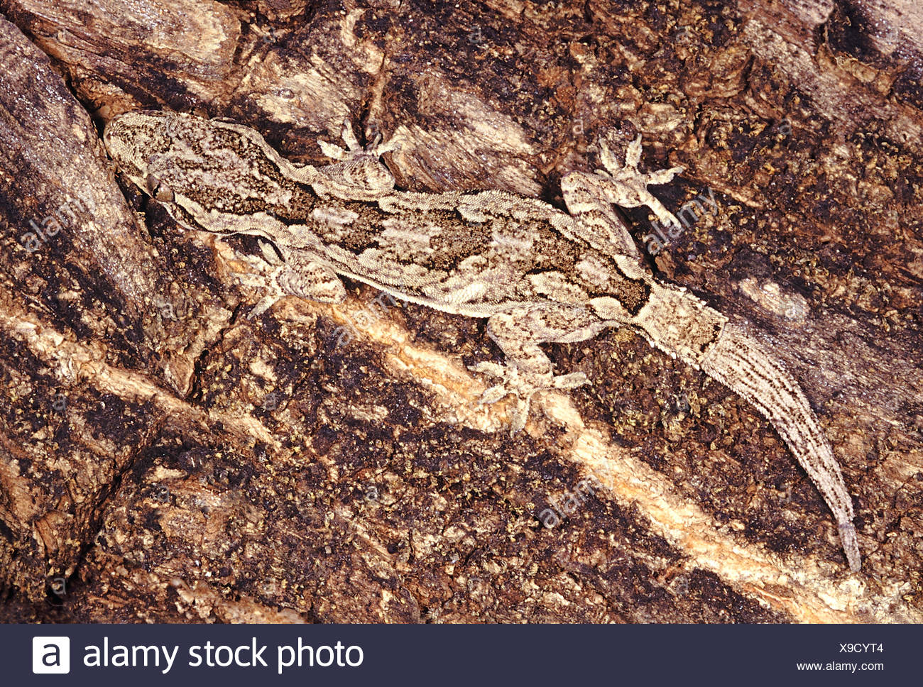 Sits On Bark High Resolution Stock Photography and Images Alamy