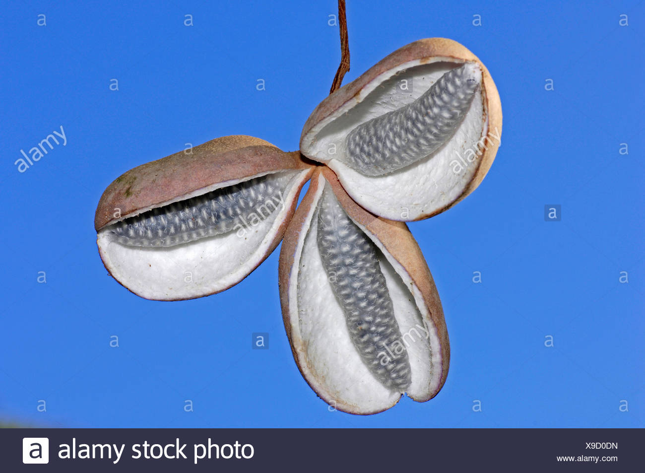 Five Leaf Chocolate Vine High Resolution Stock Photography and Images ...