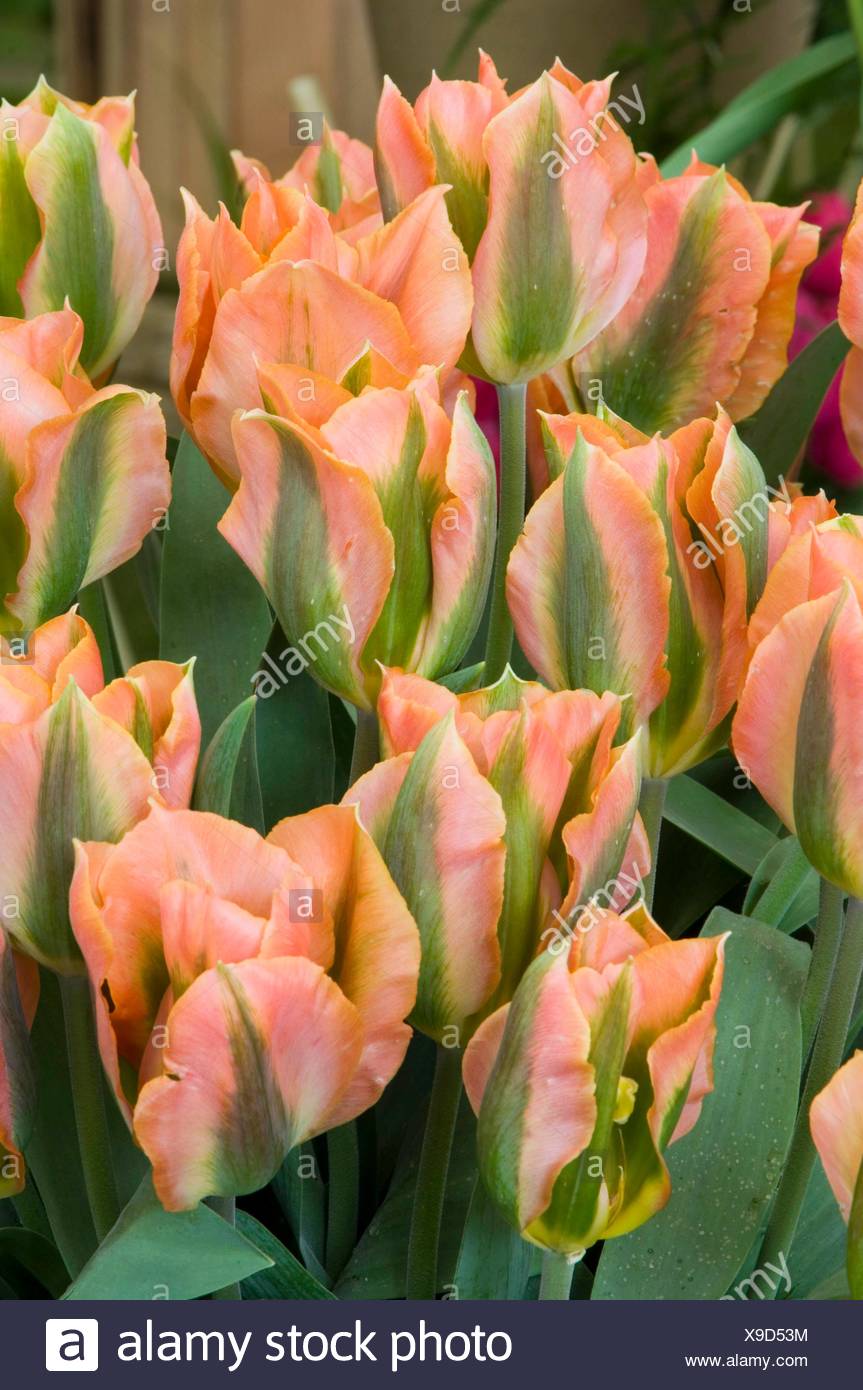 Tulipa Artist Viridiflora Miw251685 Stock Photo Alamy