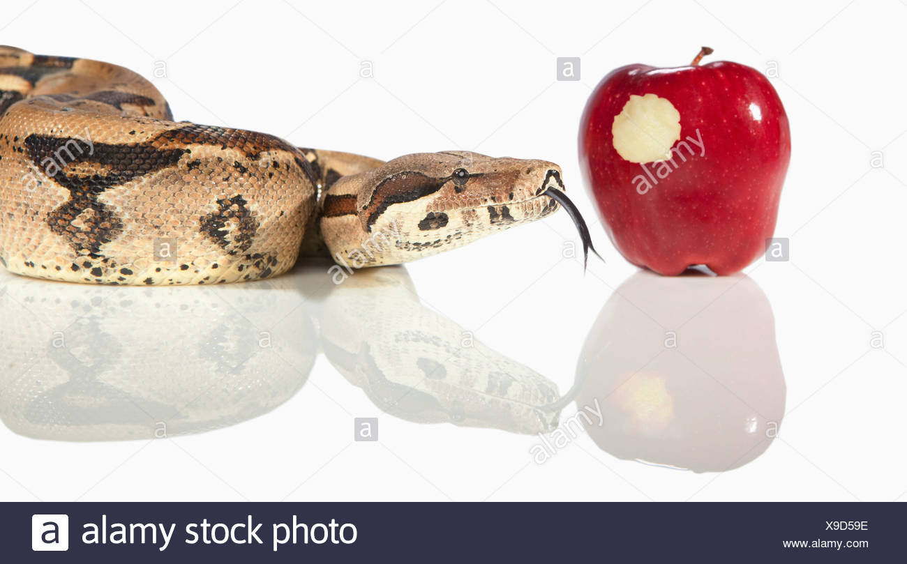 Apple And Snake Stock Photos & Apple And Snake Stock Images Alamy