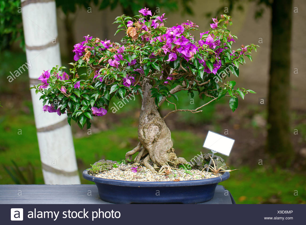 Bougainvillea Bonsai Tree Stock Photos Amp Bougainvillea