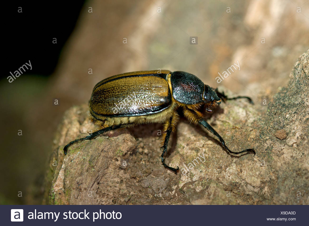 scarab beetle scarabaeidae tandayapa region andean cloud forest