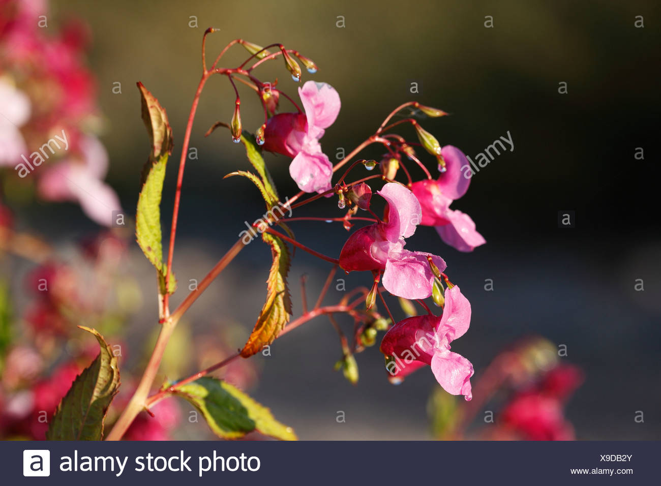 Flowers and seed pod of Himalayan balsam, Indian balsam (Impatiens glandulifera), neophyte Stock Photo