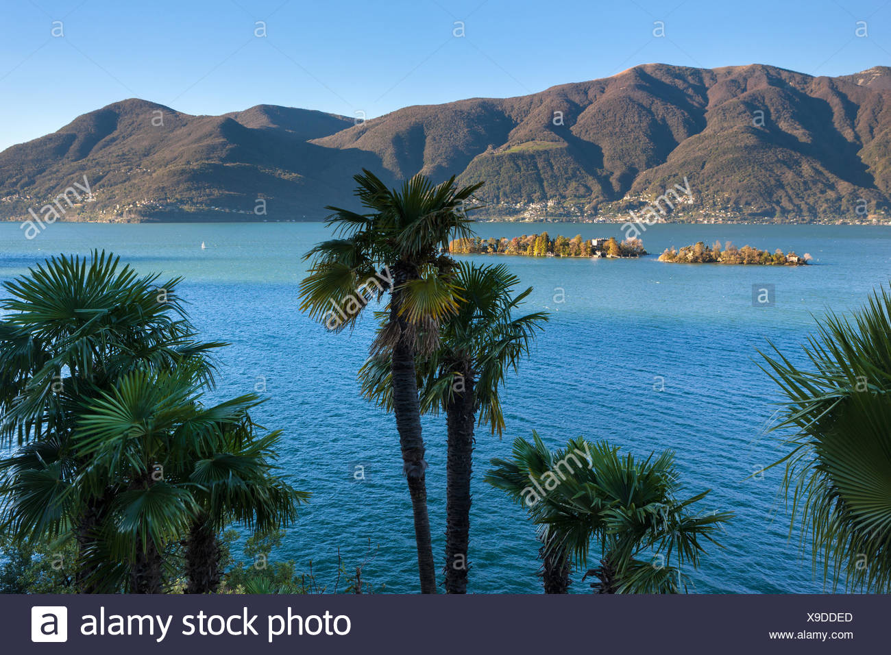 View Vista Ronco Switzerland Canton Ticino Lago Maggiore Lake Autumn Brissago Islands Brissago Palms Stock Photo Alamy