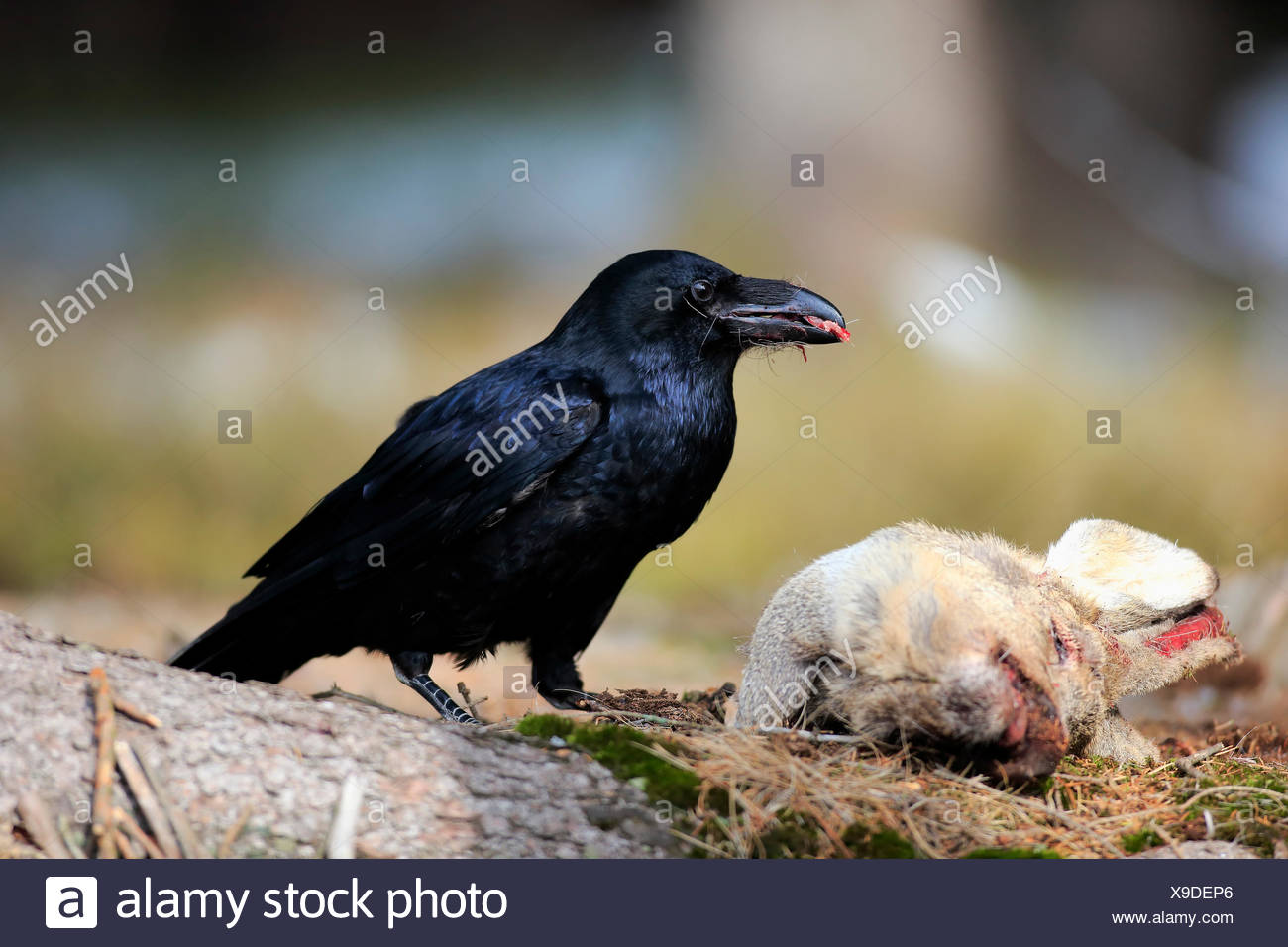 Raven Eating Carrion High Resolution Stock Photography and Images - Alamy