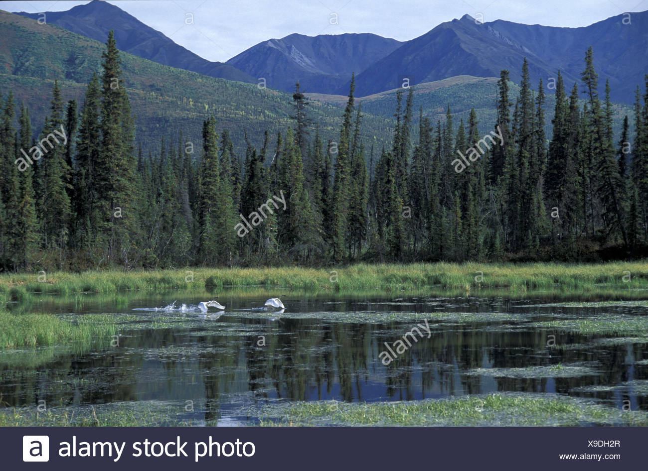 Tok Tok Stock Photos & Tok Tok Stock Images Alamy