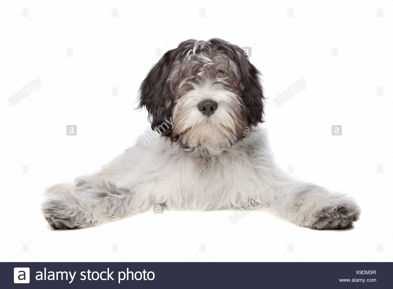 schapendoes puppies sale