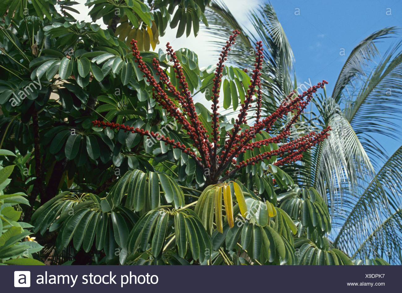 Queensland Umbrella Tree High Resolution Stock Photography and Images