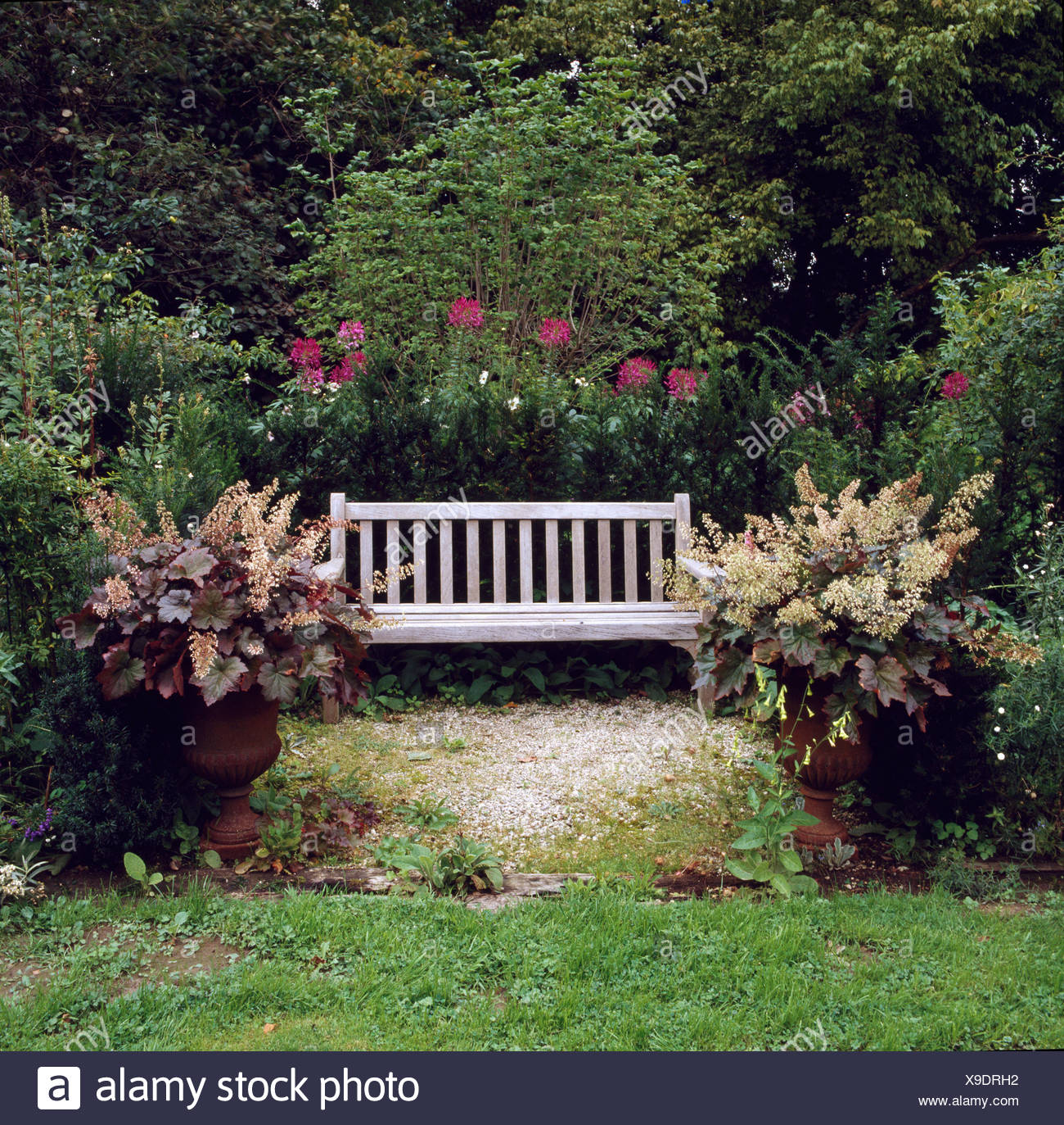 Heuchera In Planters Beside Wooden Bench Against Pink Rose And