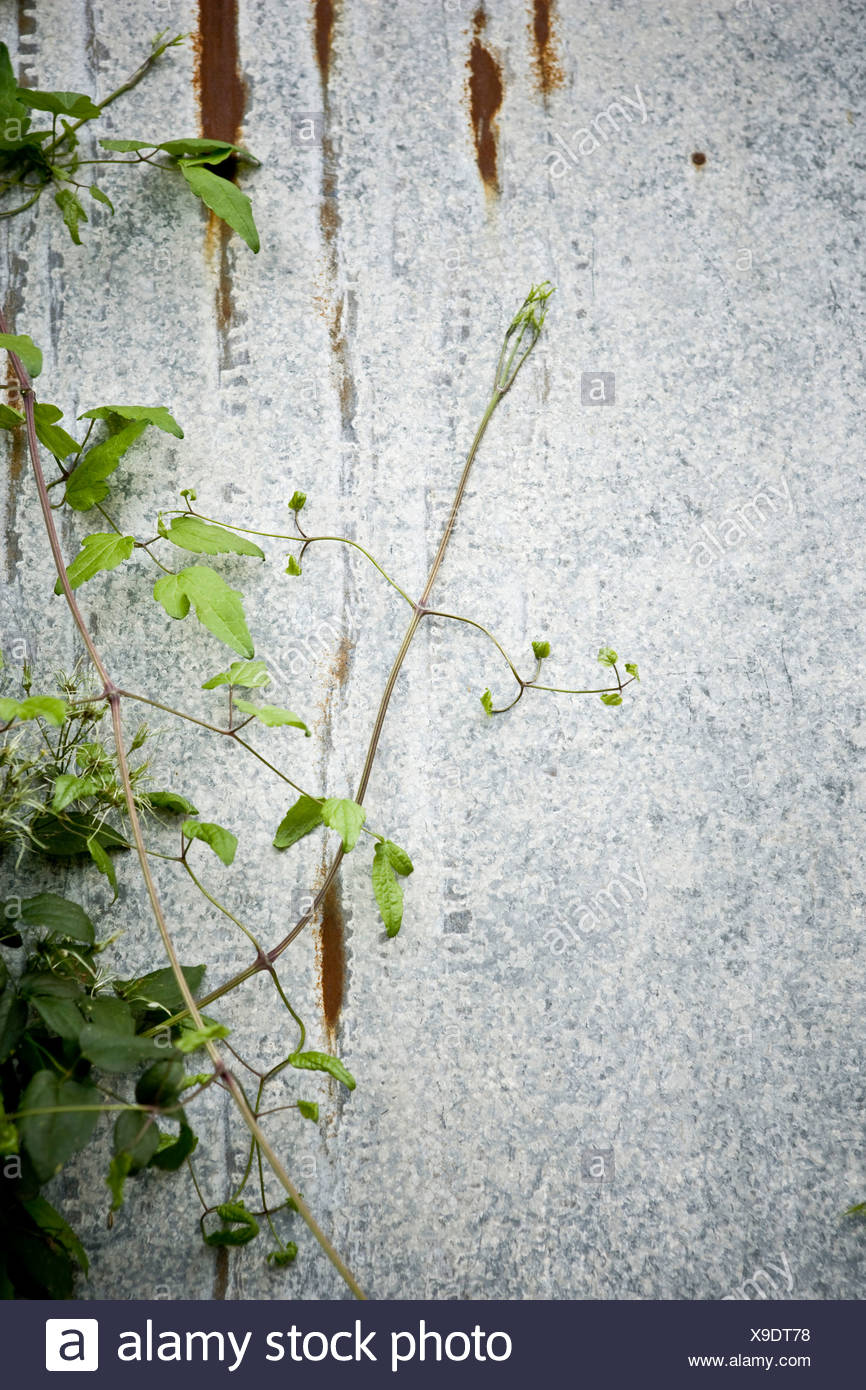 Plants That Grow Up Walls High Resolution Stock Photography and Images ...