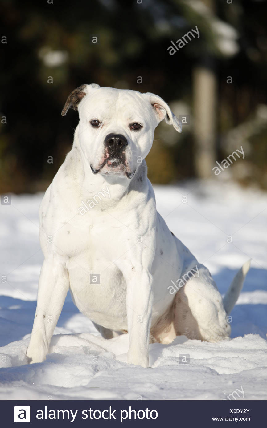 Page 2 Standard American Bulldog High Resolution Stock Photography And Images Alamy