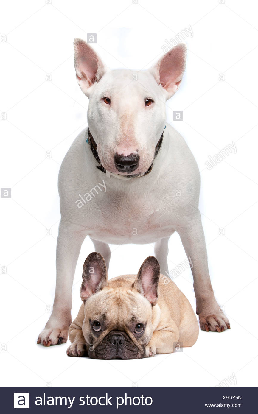 A White Bull Terrier And A French Bulldog On A White Background Stock Photo Alamy