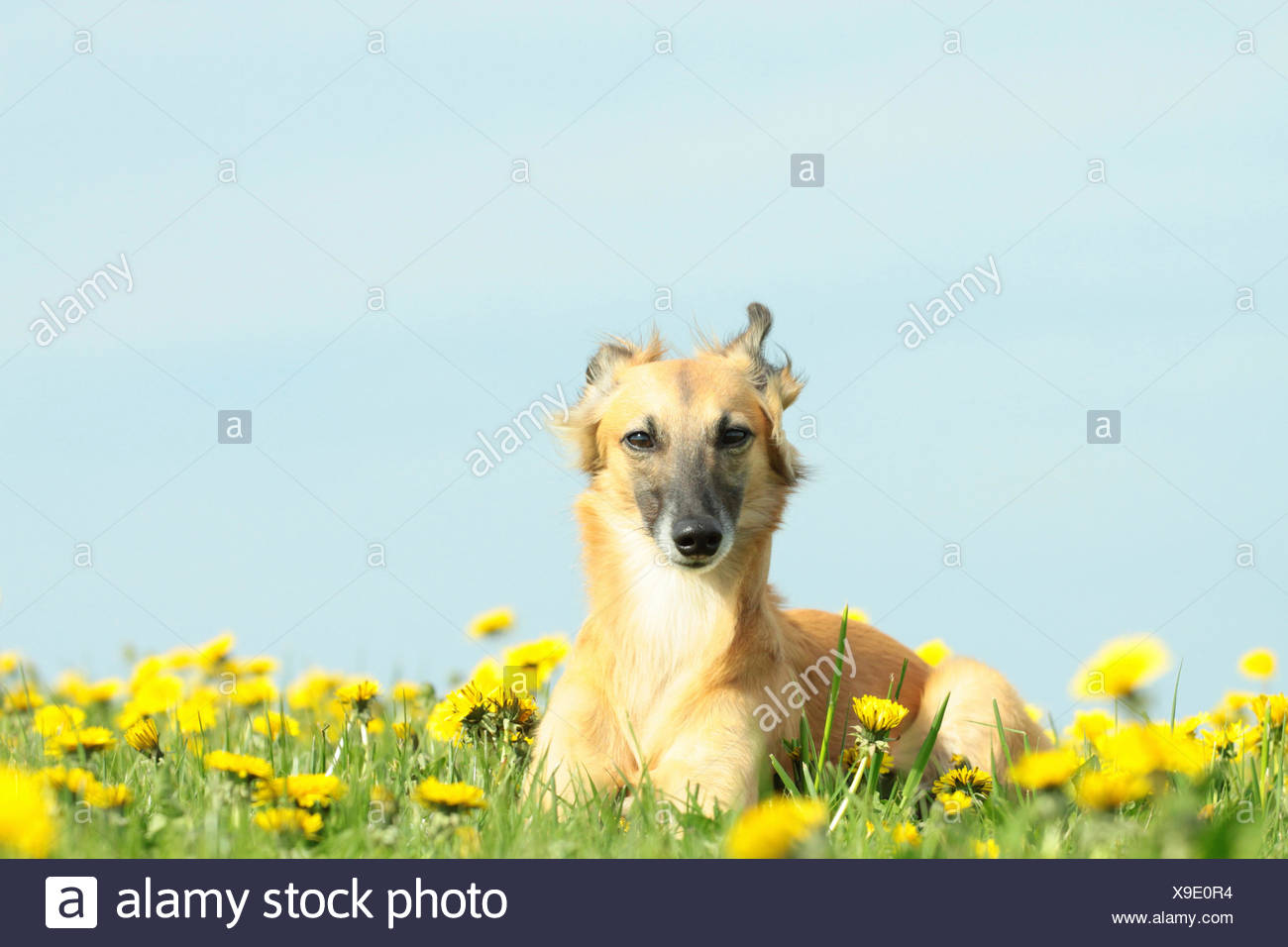 Blue Whippet Stock Photos Blue Whippet Stock Images Alamy