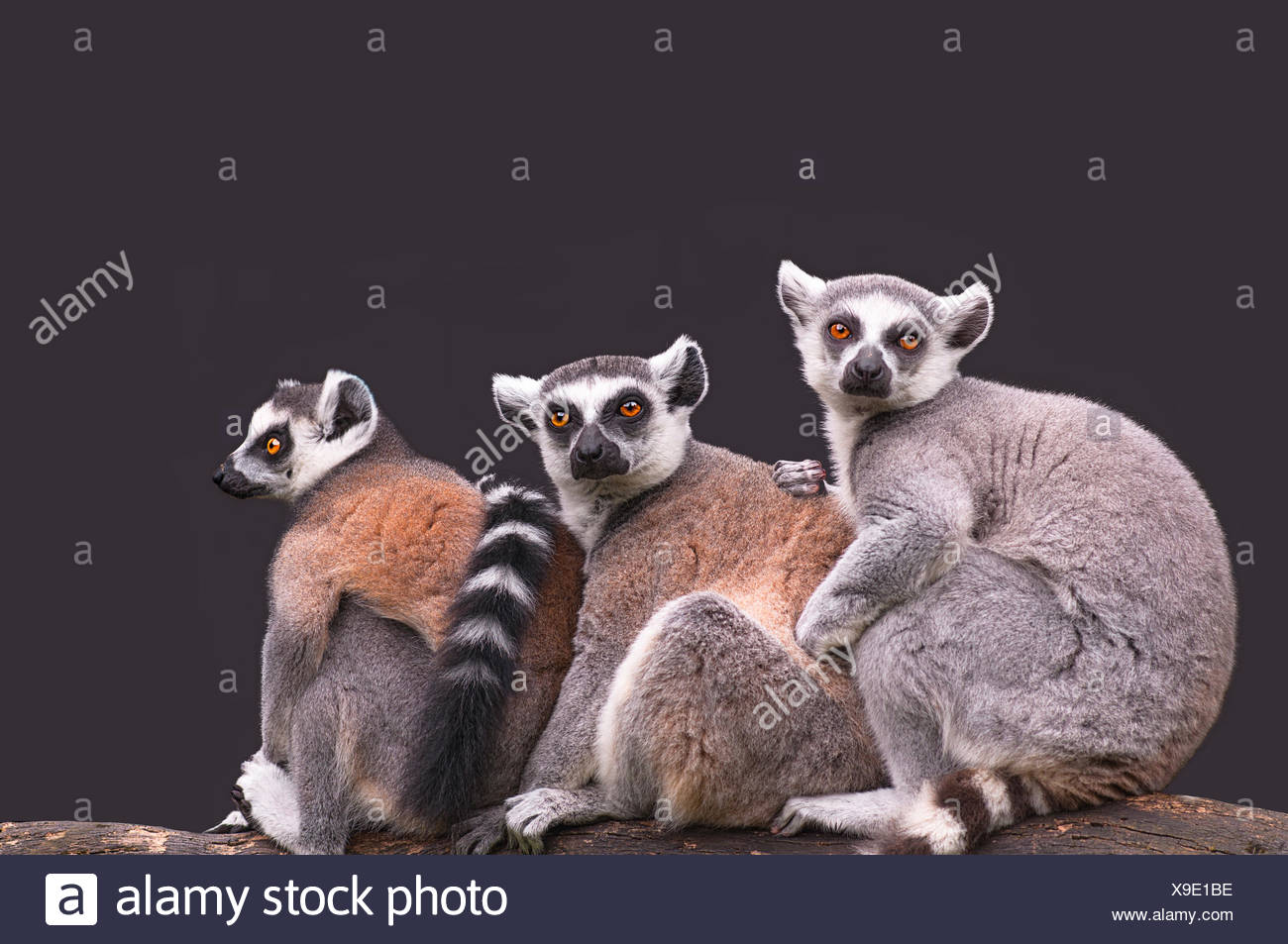 Monkey Madagascar 3 High Resolution Stock Photography and Images Alamy